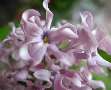 关于?想腲N?N_)7蚹竡$瓣詣?薟t的信息